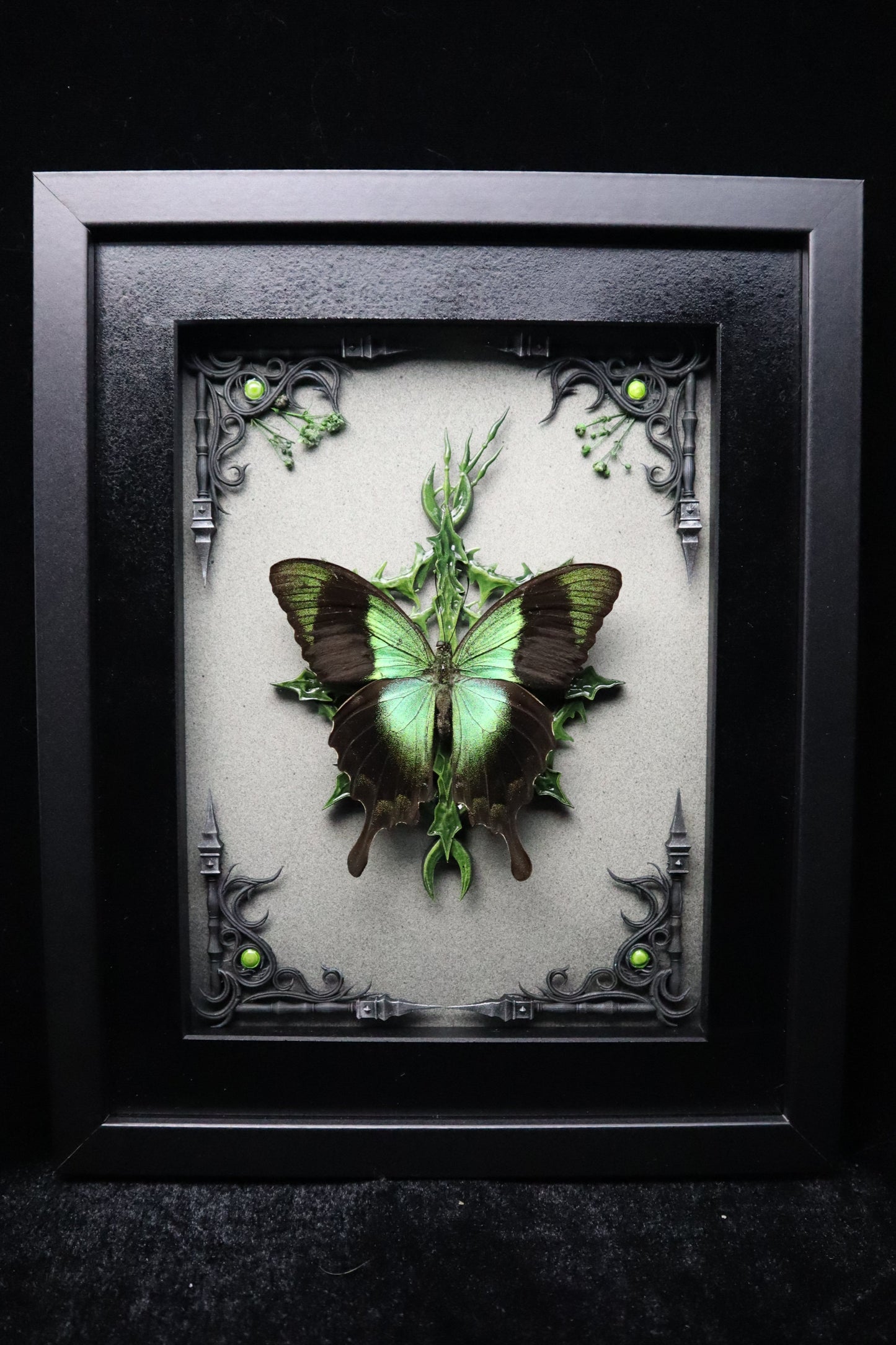 Papilio Peranthus