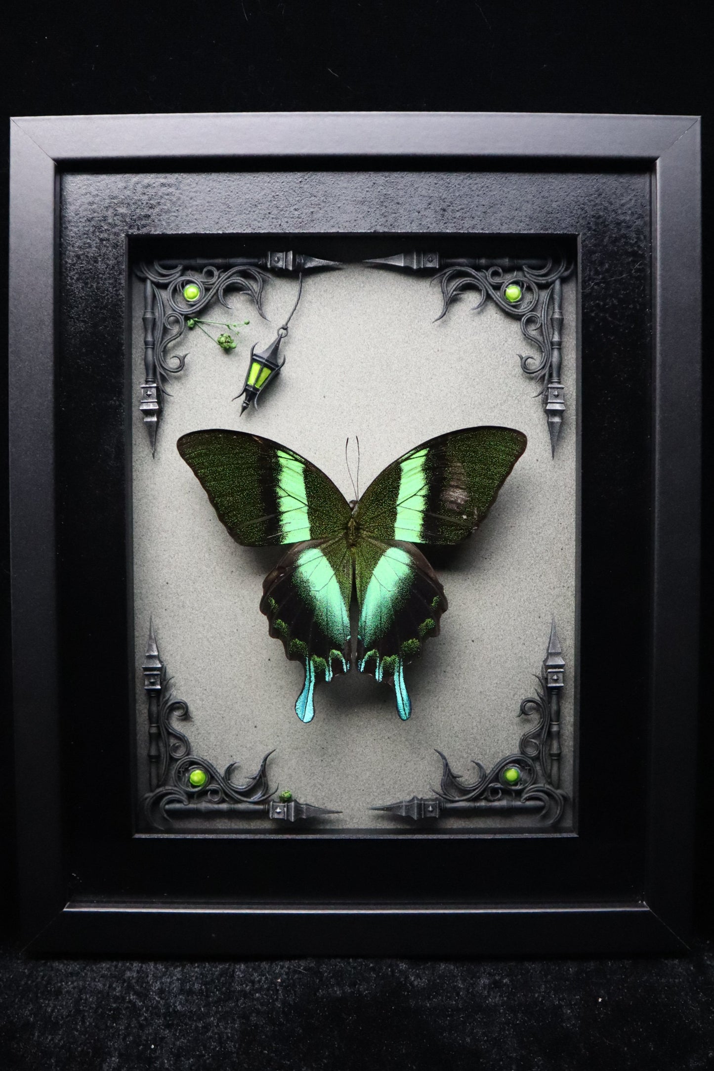 Peacock Swallowtail Butterfly