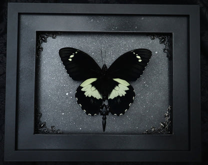 Papilio Gambrisius Butterfly