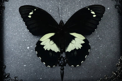 Papilio Gambrisius Butterfly