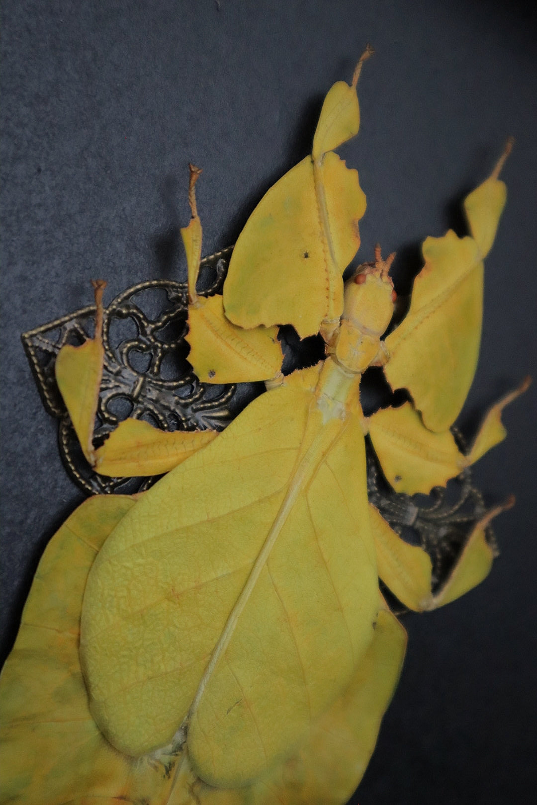 Yellow Leaf Insect