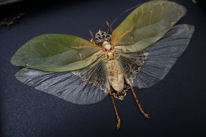 Leaf Insect