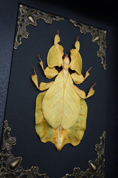 Yellow Leaf Insect