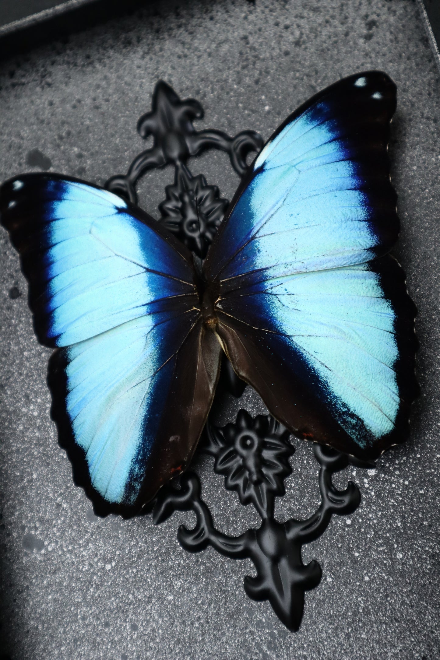 Scarce Morpho Butterfly