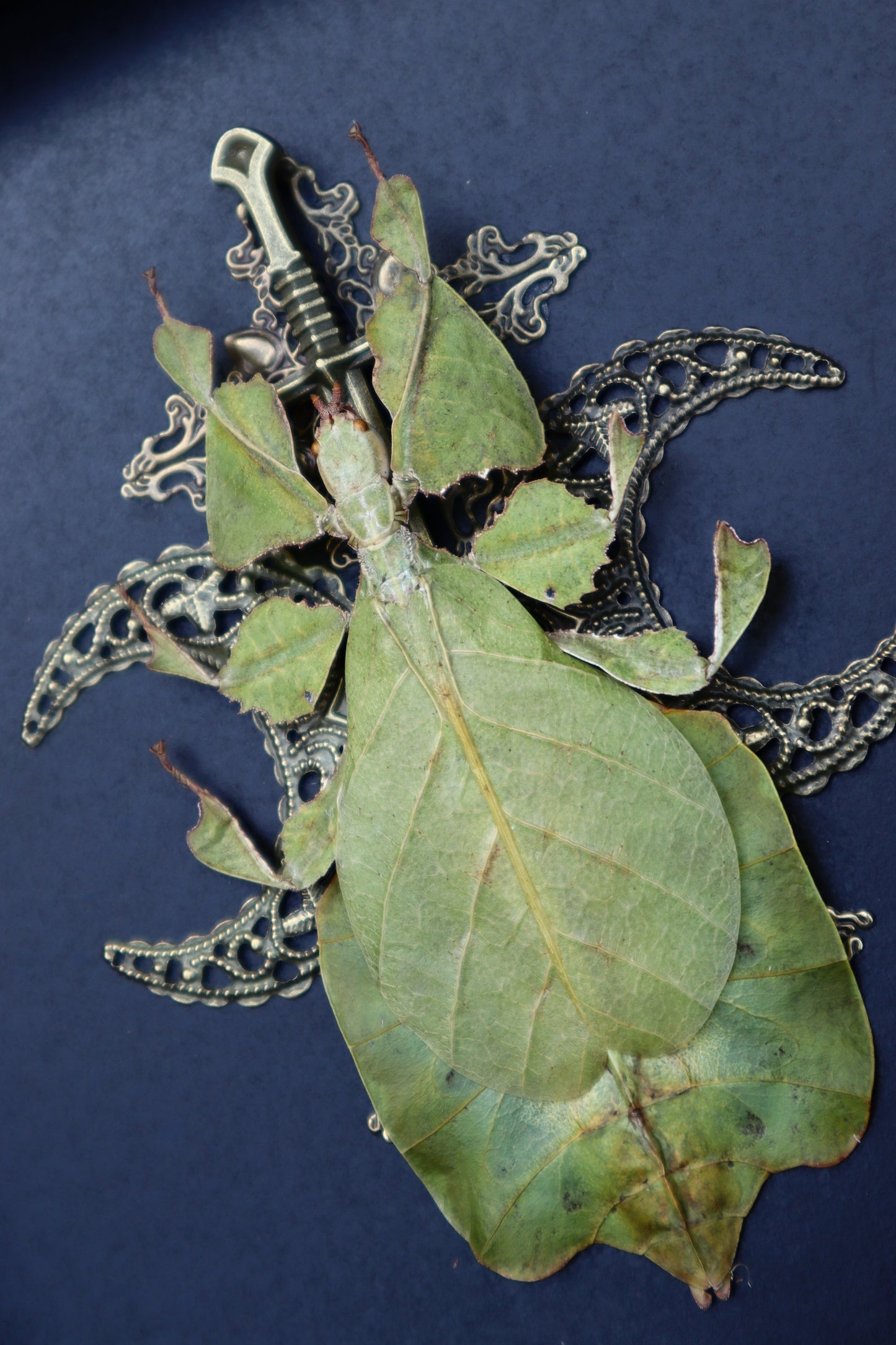 Green Leaf Insect