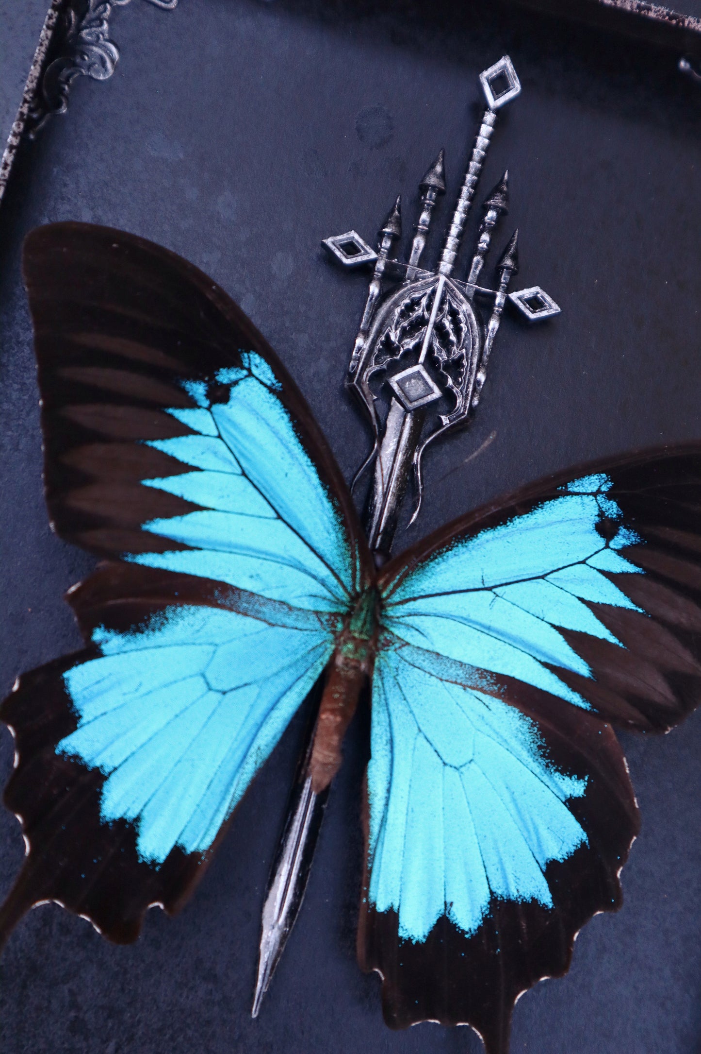 Papilio Ulysses Butterfly