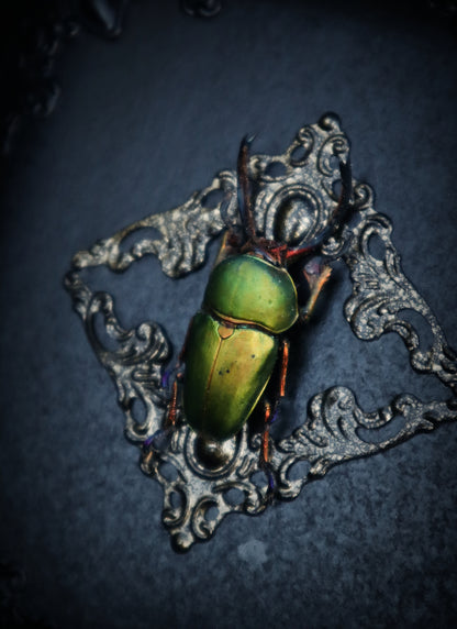 New Guinea Stag Beetle Small Frame