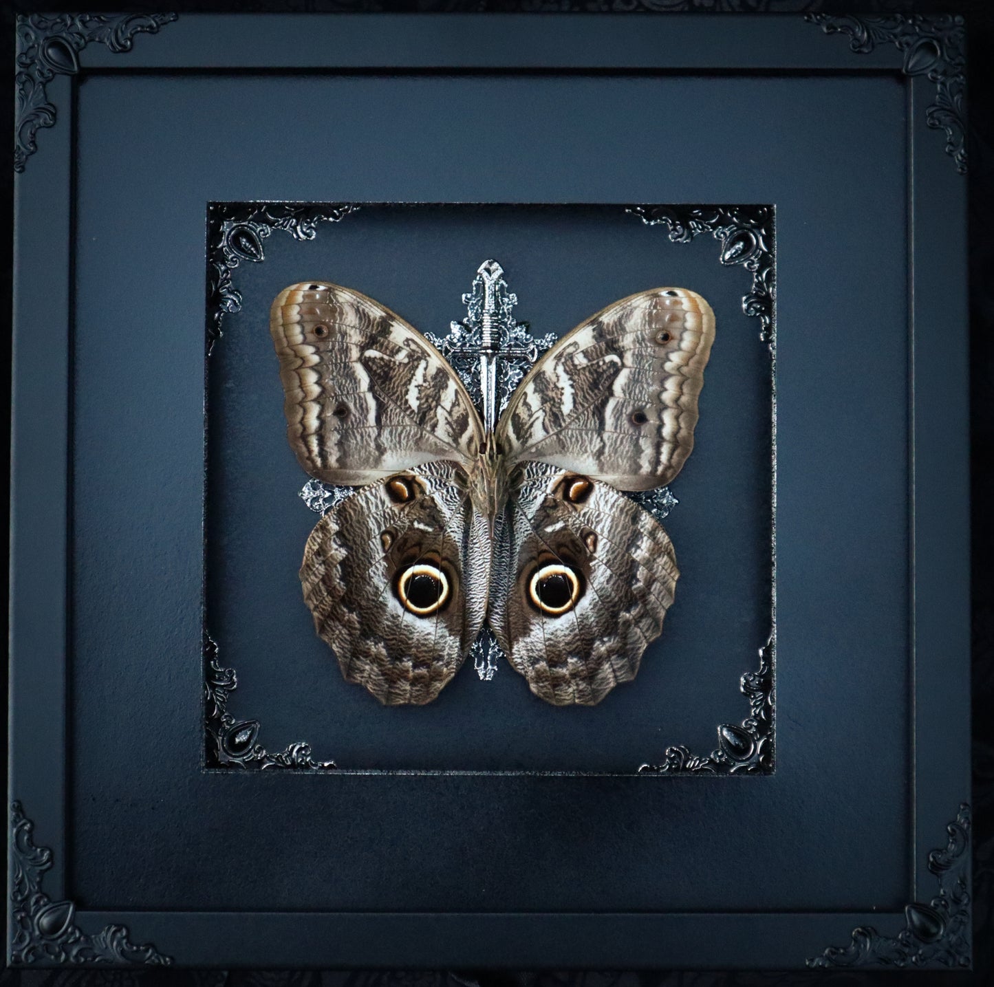 Giant Owl Butterfly