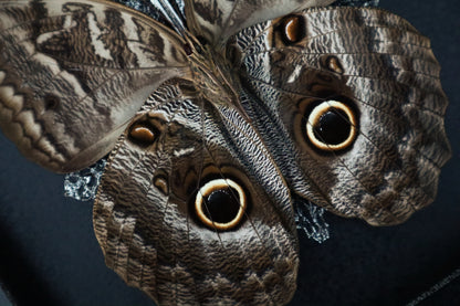 Giant Owl Butterfly