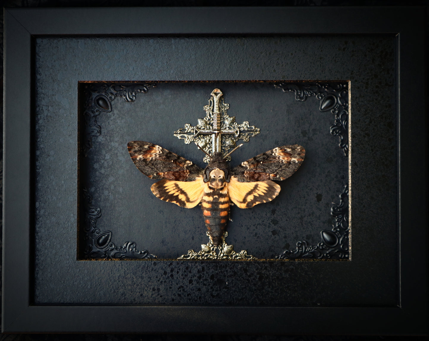 Death's Head Hawk Moth Frame