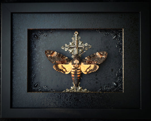 Death's Head Hawk Moth Frame