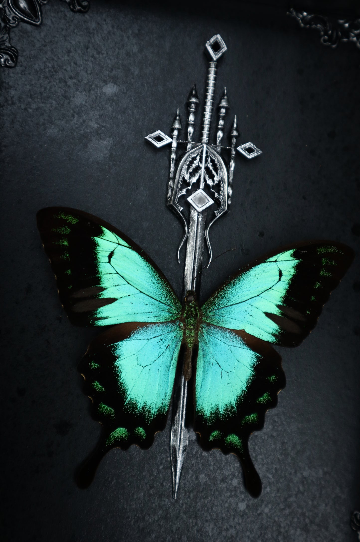 Sea Green Swallowtail