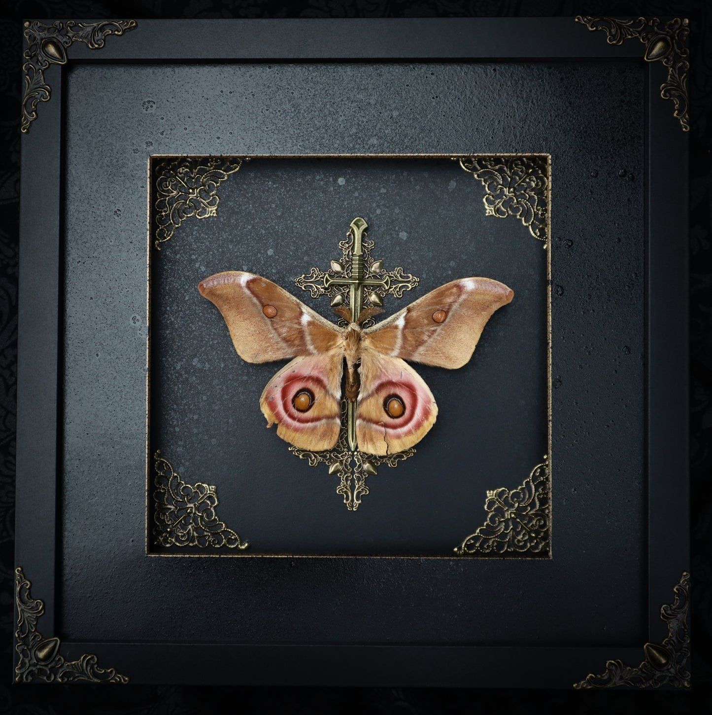 Madagascar Bulls-Eye Moth