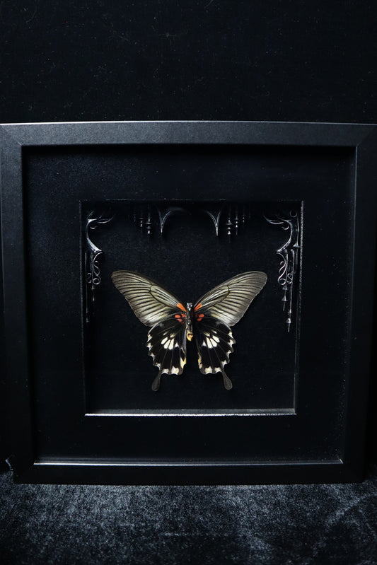 Female Papilio Memon Lowi