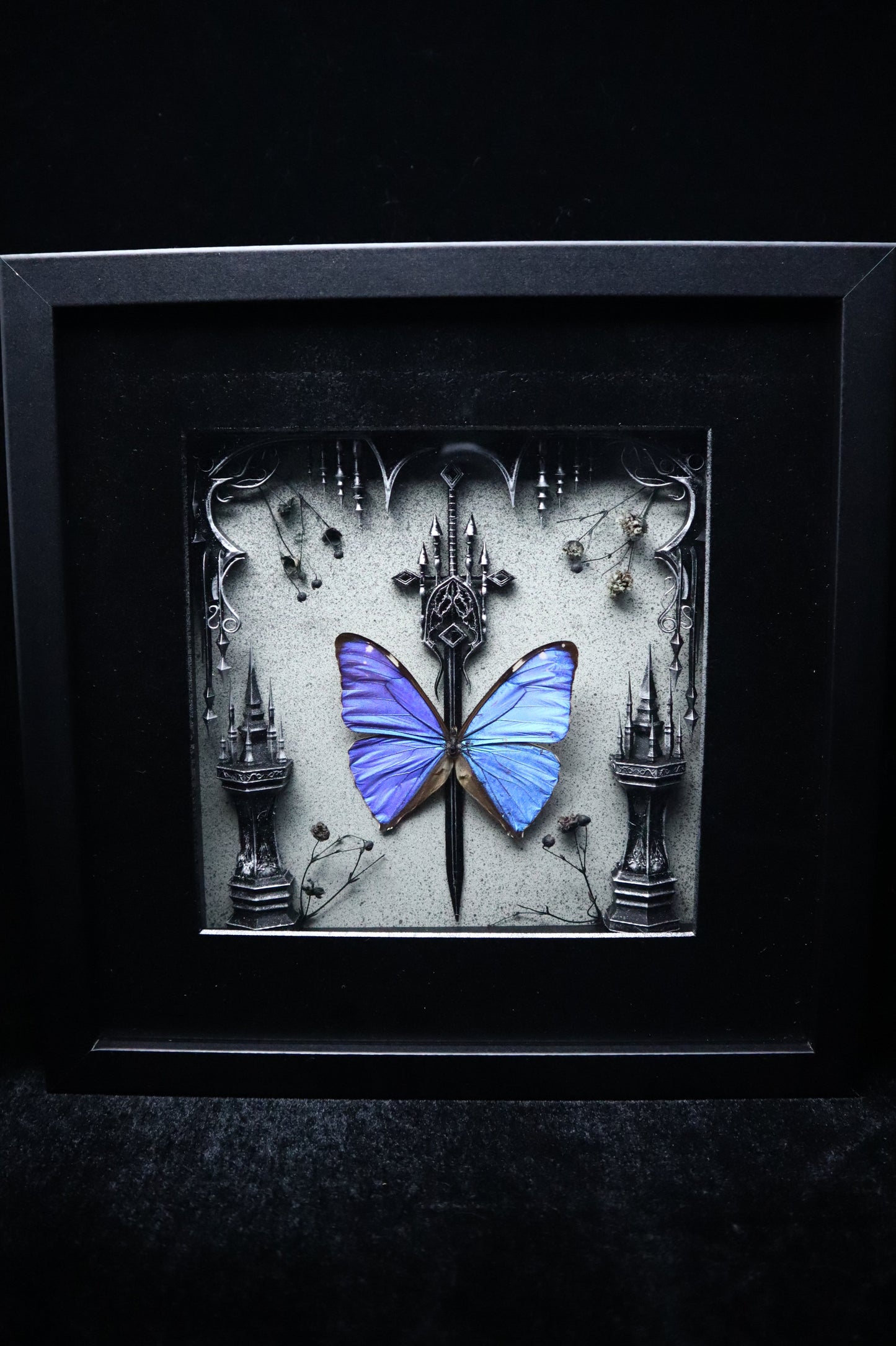 Morpho Adonis
