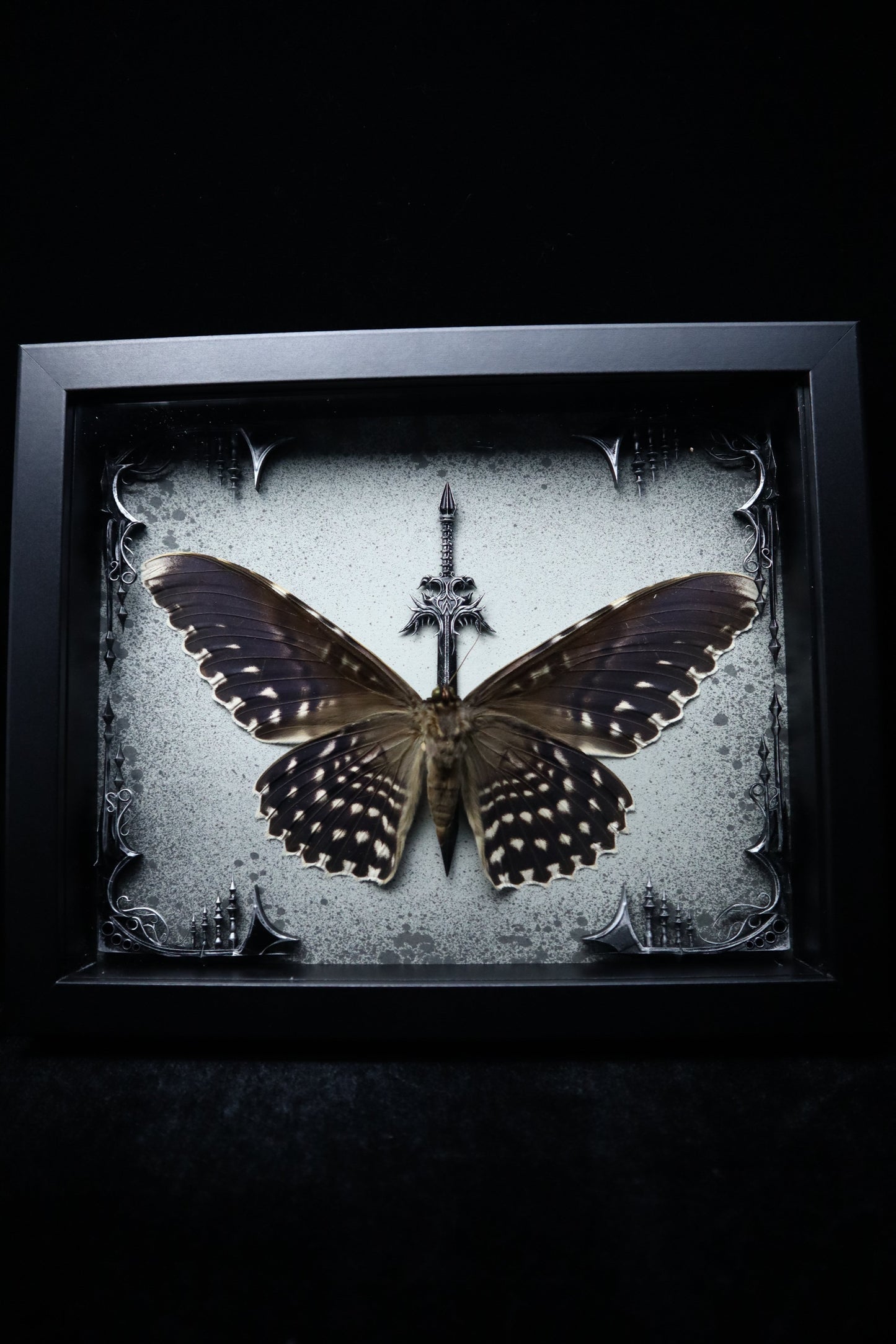 White Witch Moth