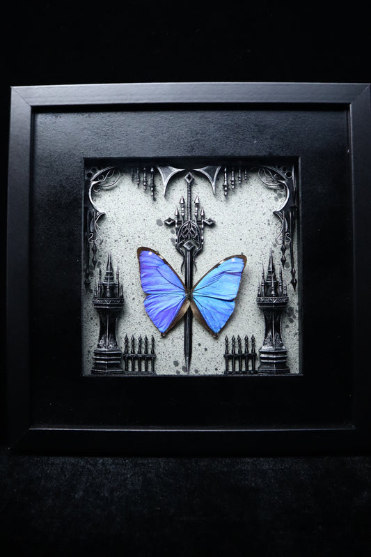 Morpho Adonis