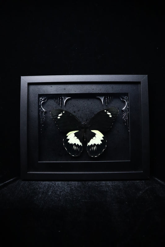 Papilio Gambrisius