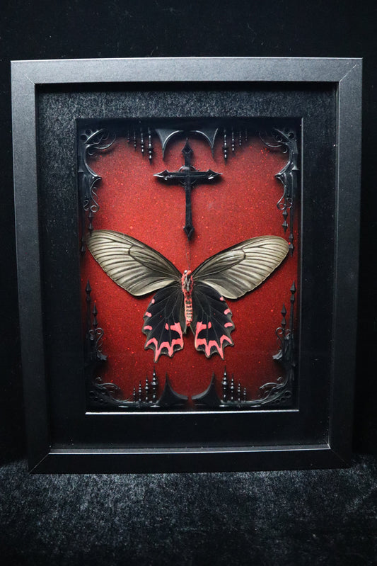 Female Vampire Butterfly