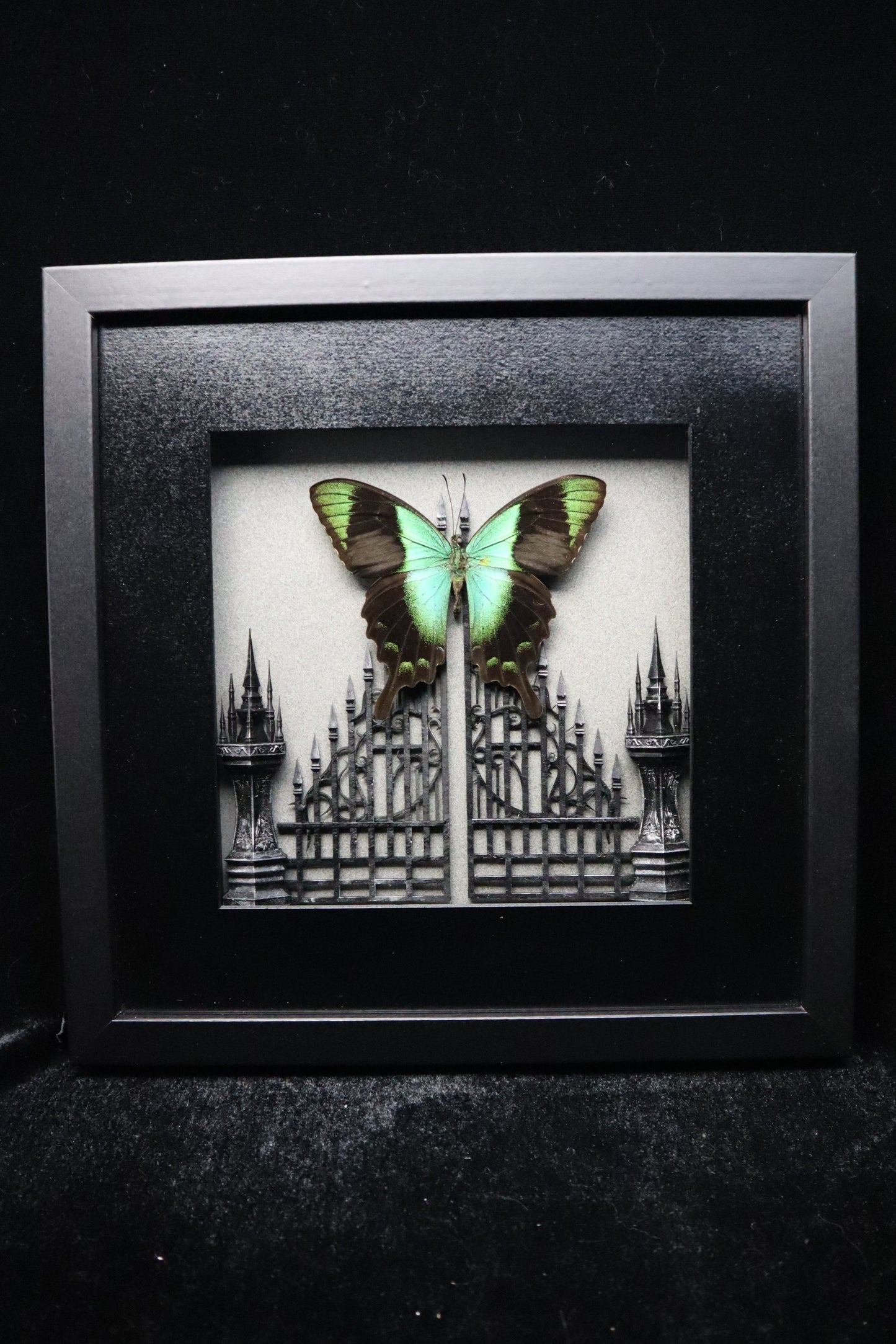 Papilio Peranthus