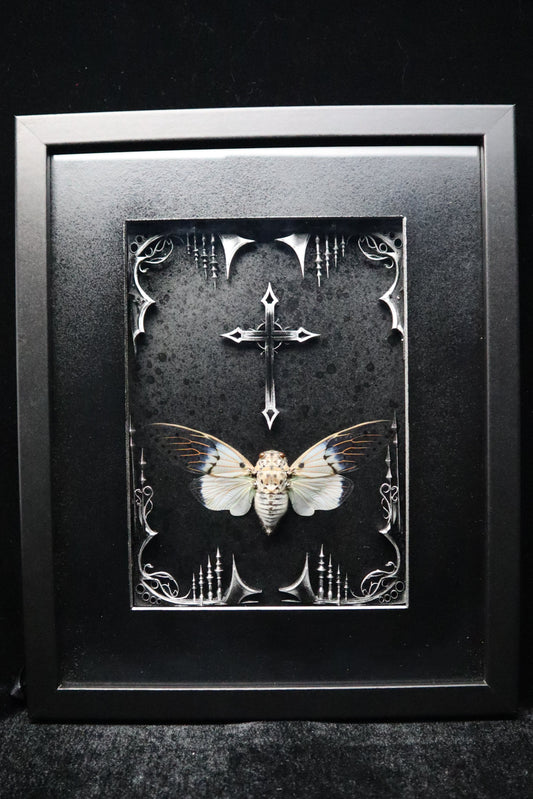 Ghost Cicada