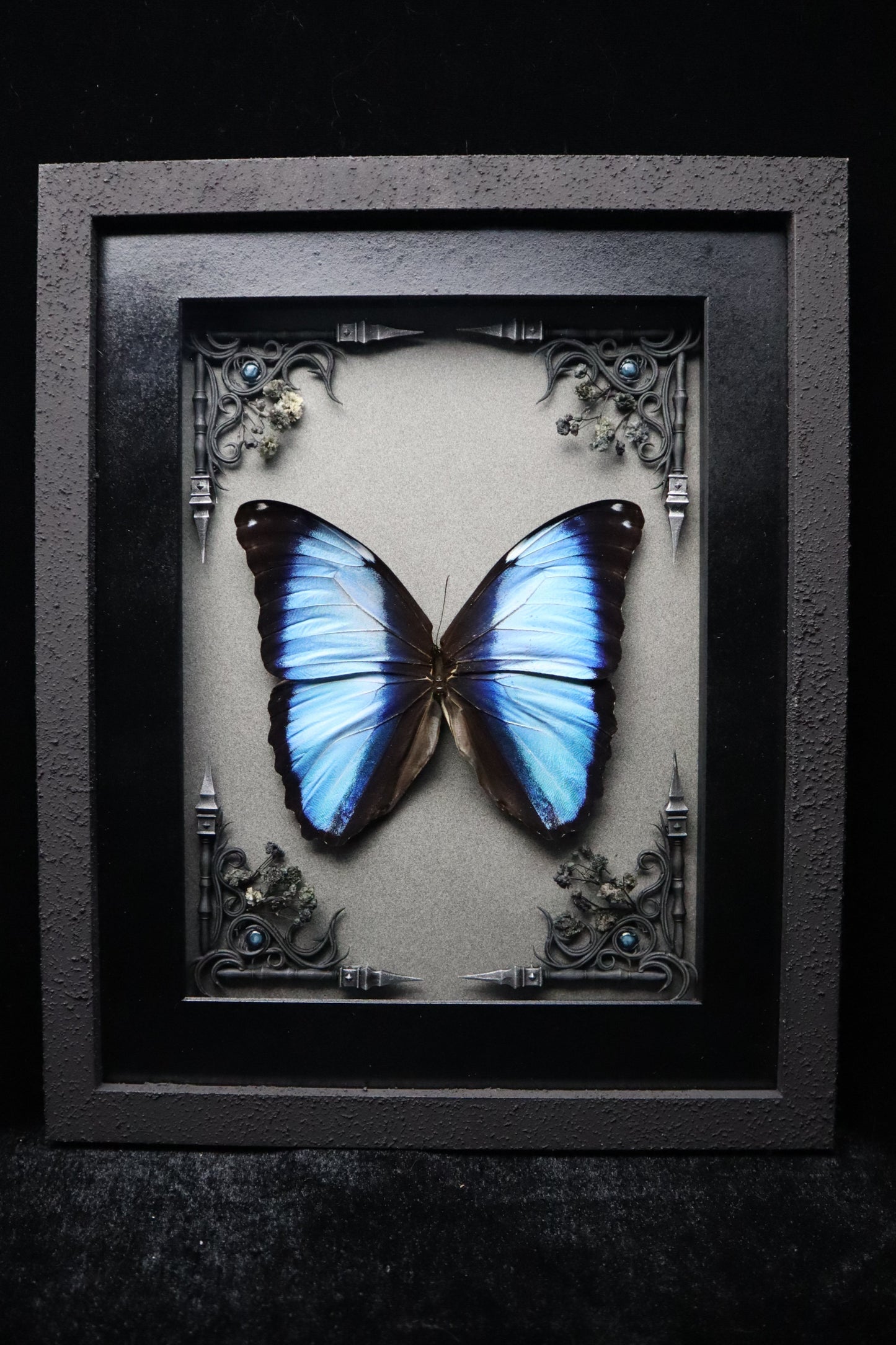 Scarce Morpho