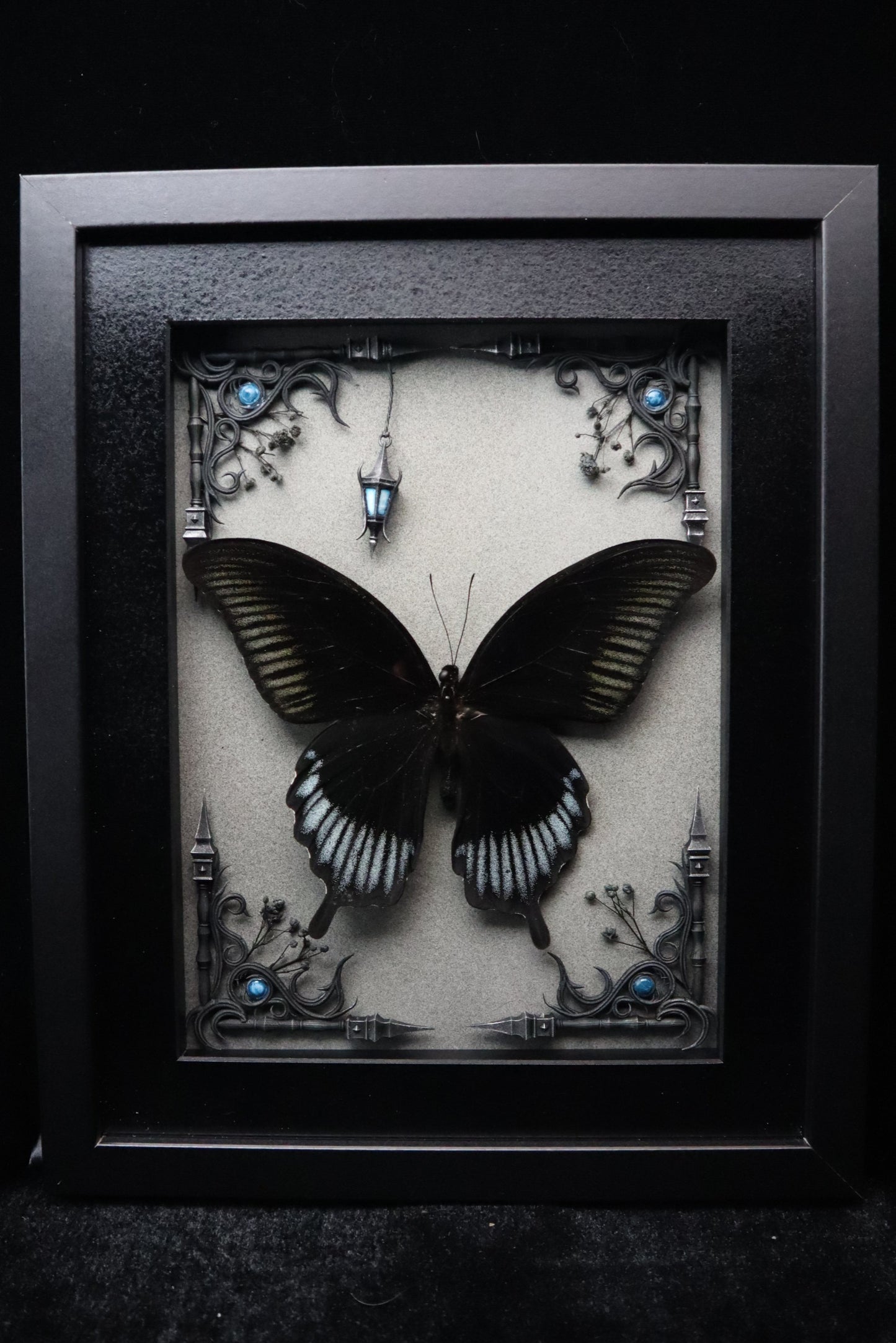 Papilio Ascalaphus