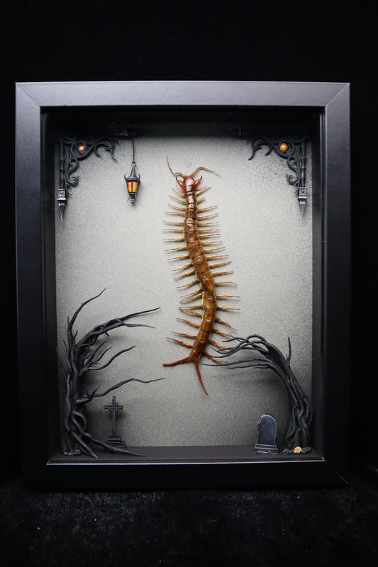 Chinese Red-headed Centipede