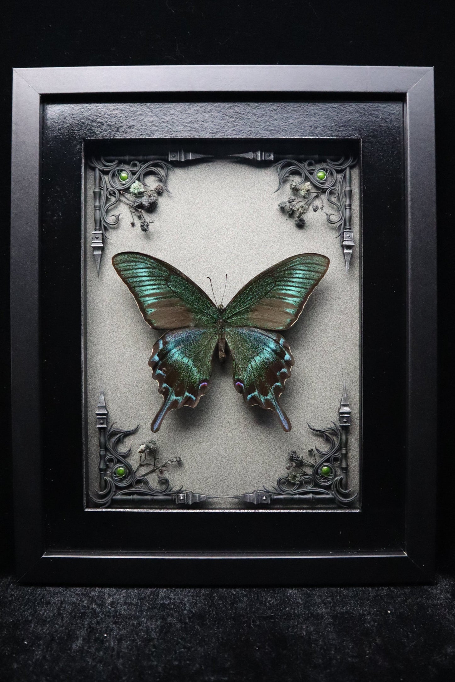Alpine Black Swallowtail