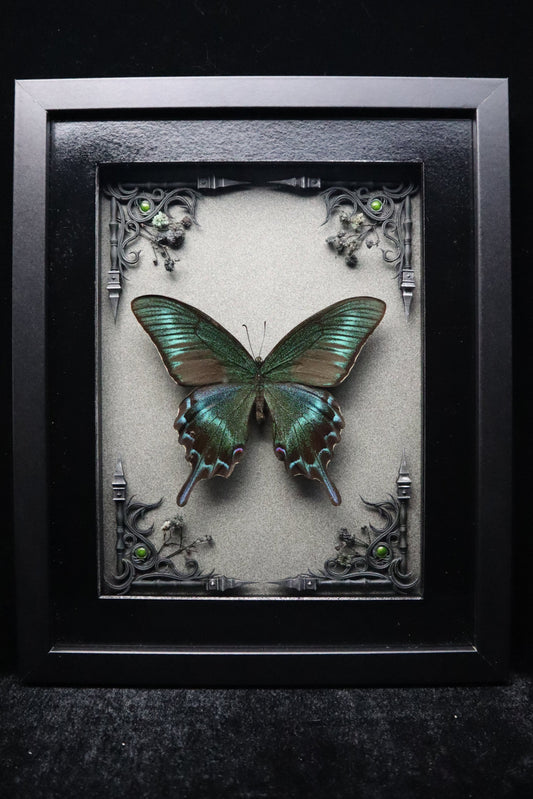 Alpine Black Swallowtail