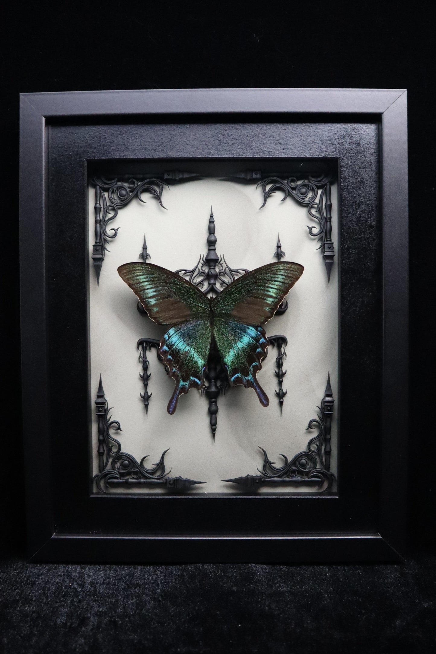 Alpine Black Swallowtail