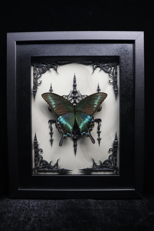 Alpine Black Swallowtail