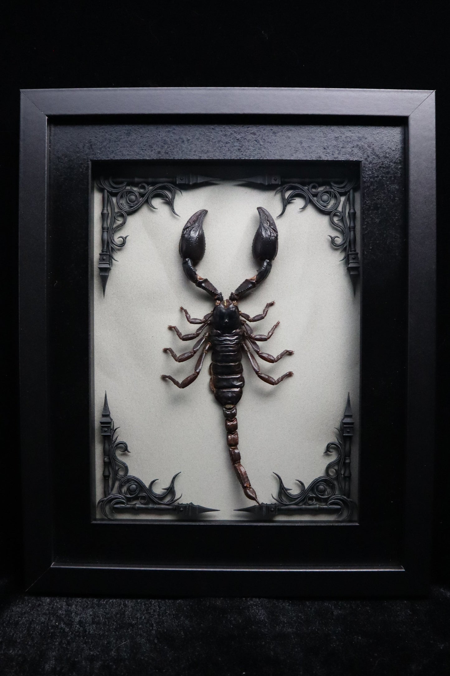 Vietnam Forest Scorpion