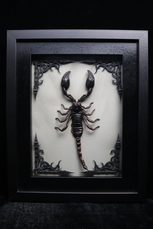 Vietnam Forest Scorpion