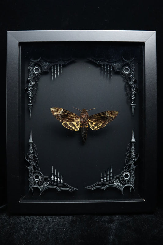 Death's Head Hawk Moth