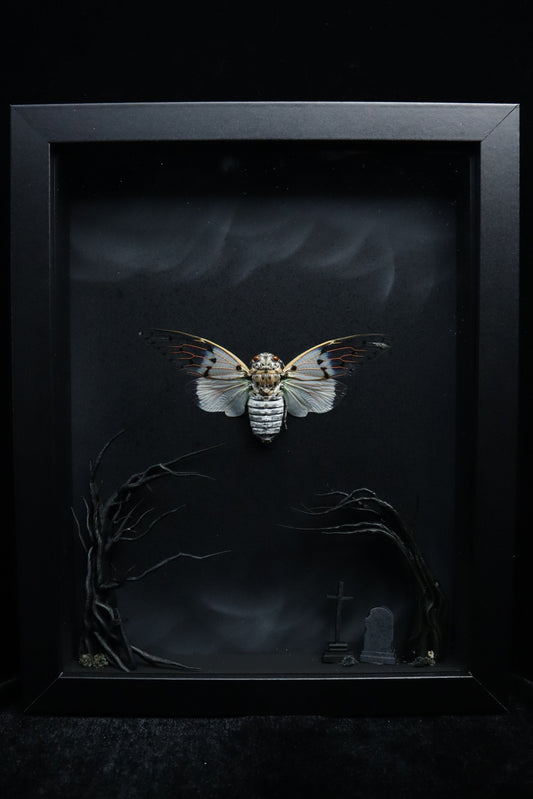 Ghost Cicada