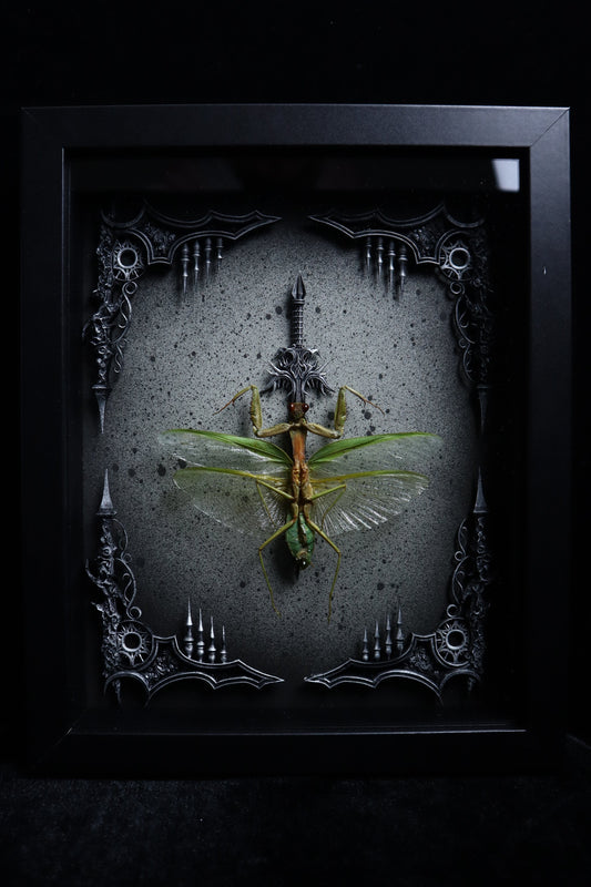 No Shield Shield Mantis