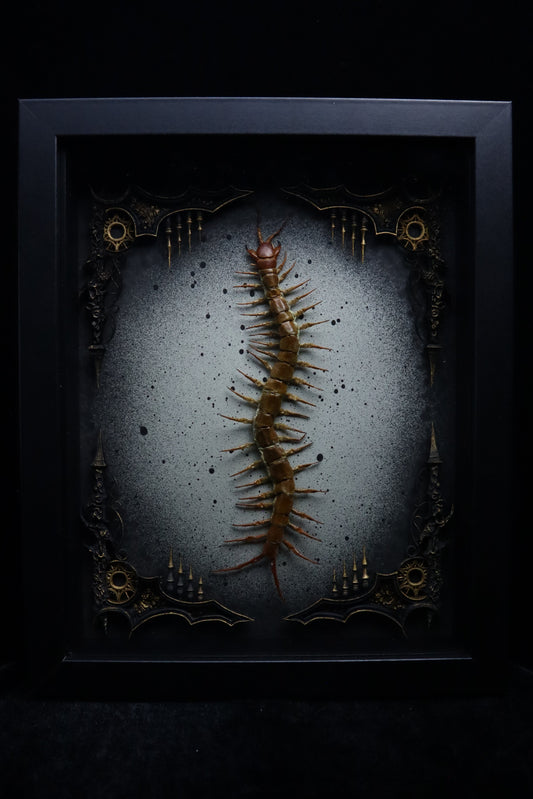 Chinese Red-headed Centipede