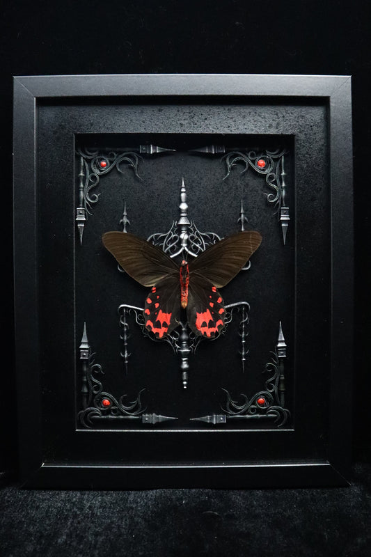 Male Vampire Butterfly