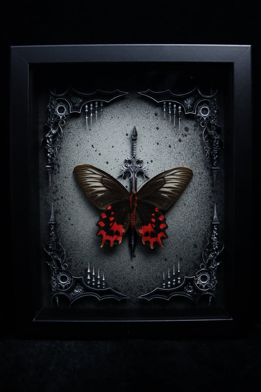 Female Vampire Butterfly