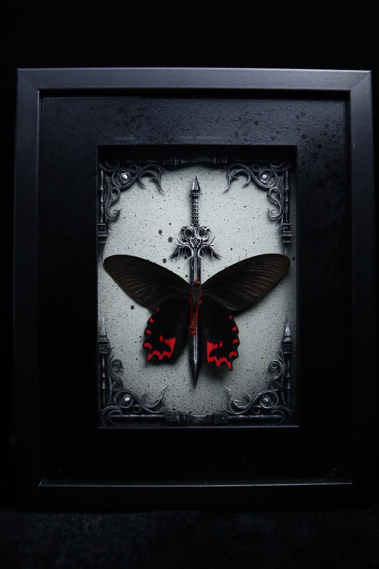 Male Vampire Butterfly