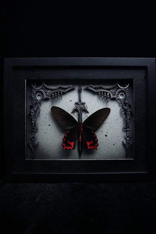 Male Vampire Butterfly