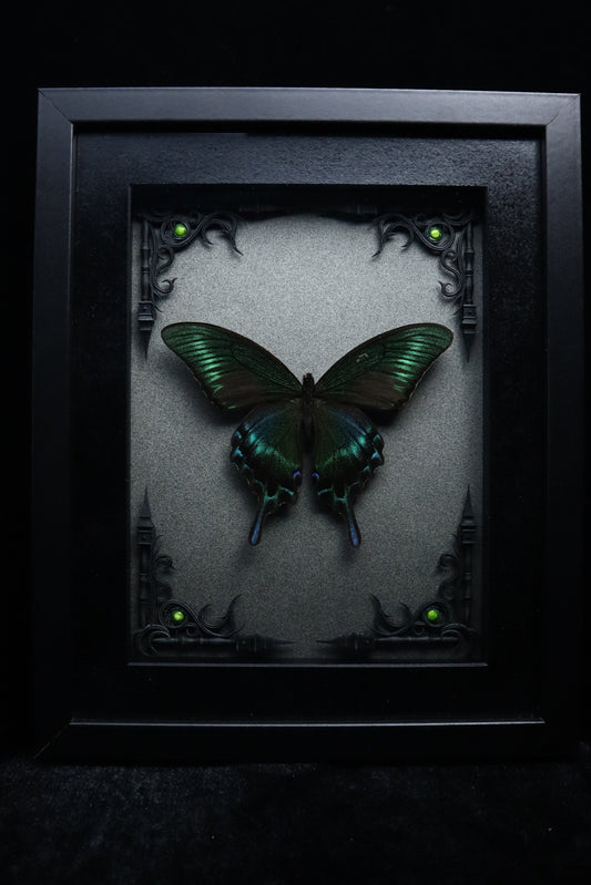 Alpine Black Swallowtail