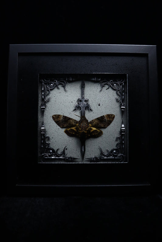 Deaths Head Hawk Moth