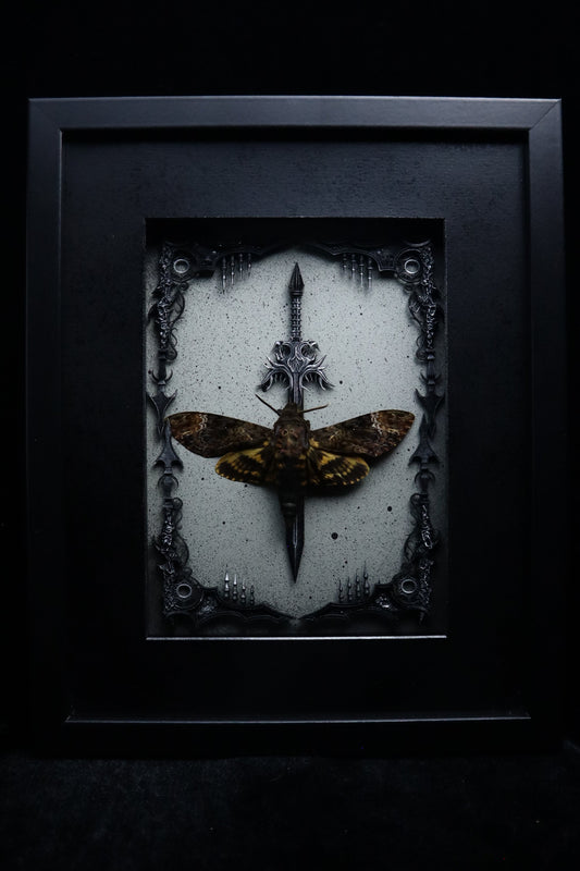 Death's Head Hawk Moth