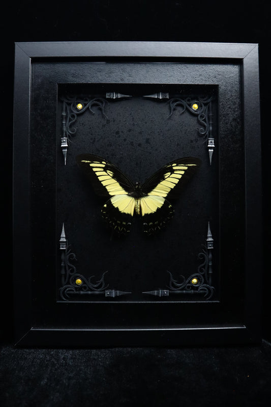 Yellow King Swallowtail