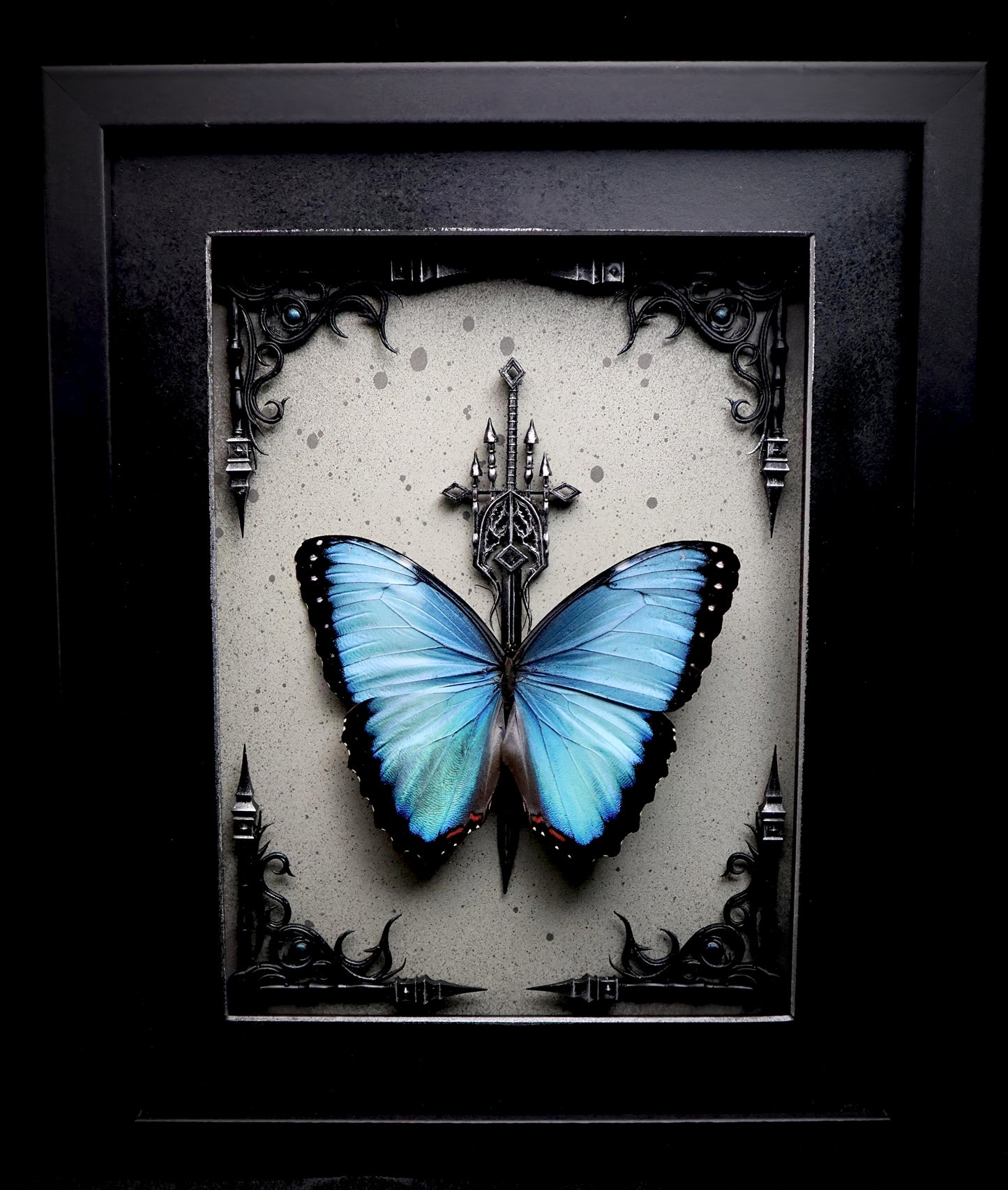 Morpho Helenor