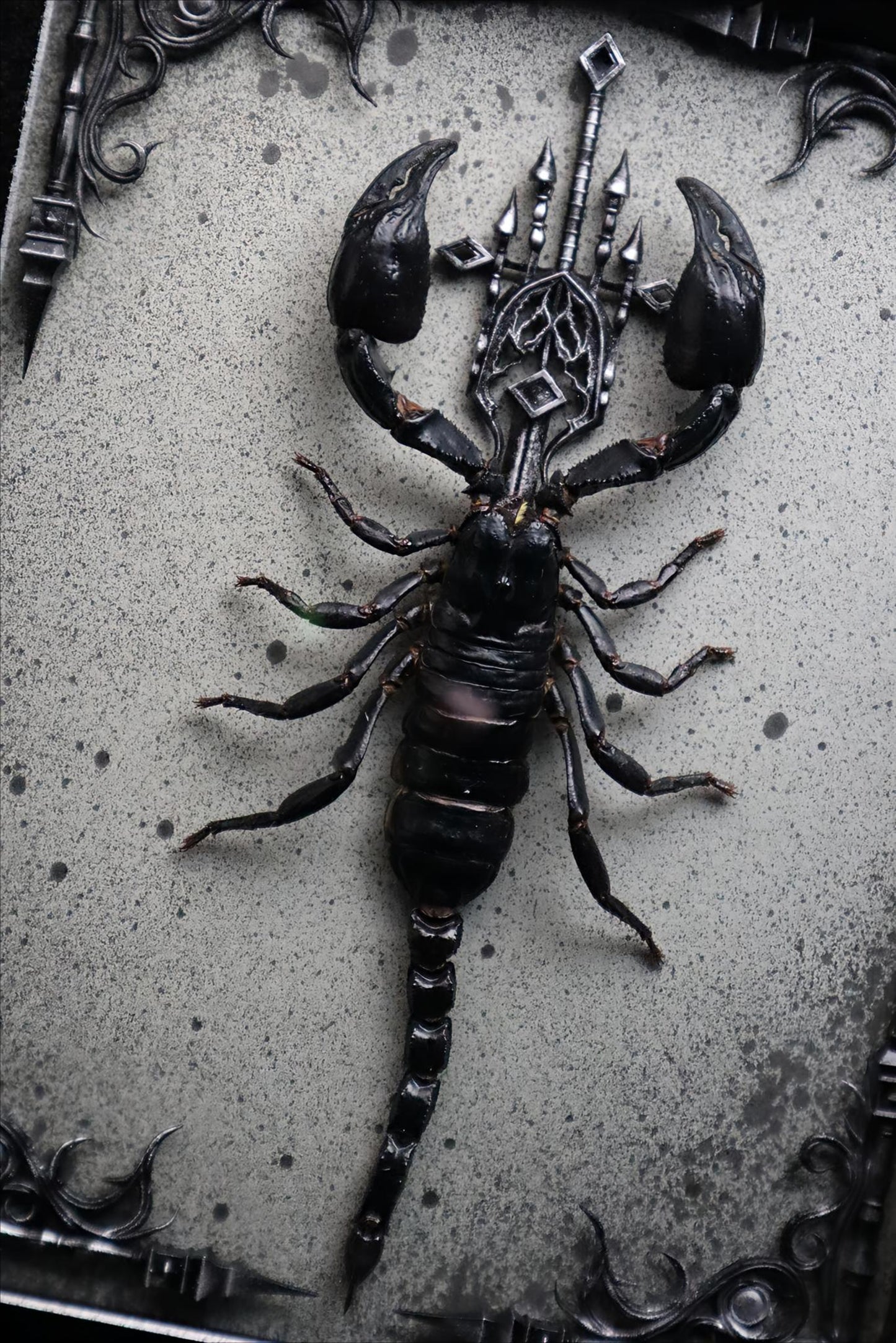 Vietnam Forest Scorpion