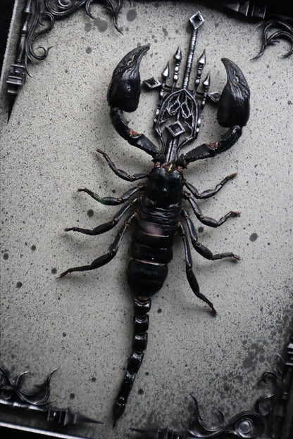 Vietnam Forest Scorpion