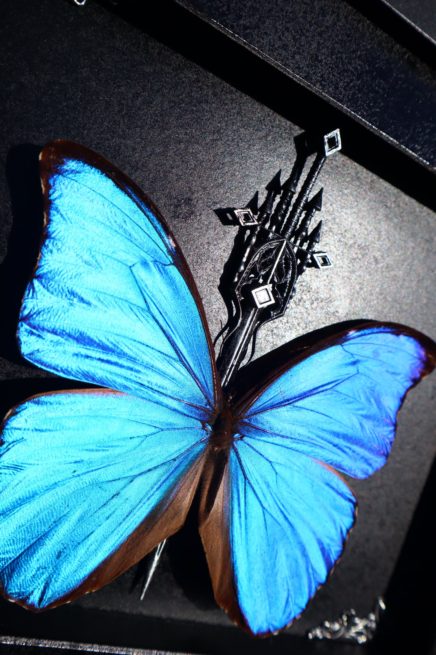 Morpho Didius Butterfly